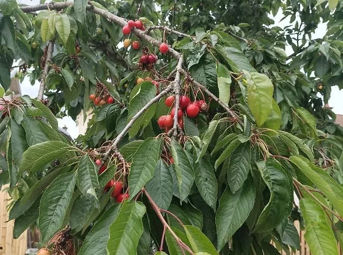 Apartmán A L'ombre Du Lilas Avec Terrasse - Possibilite Privatif